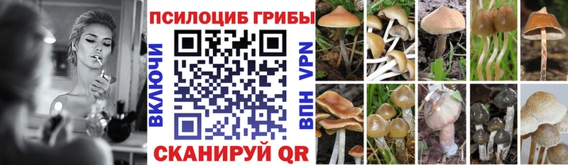 Купить где  Кашира  Псилоцибиновые грибы мицелий 